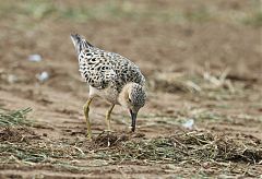 Buff-breasted Sandpiper